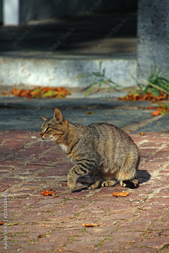 Obraz premium gray cat on paving slabs in the yard