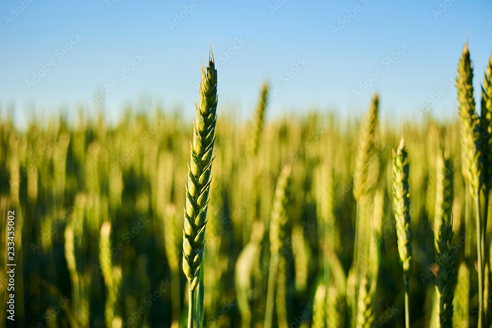 Fototapeta premium Close up of green wheat field at sunset. Selective focus