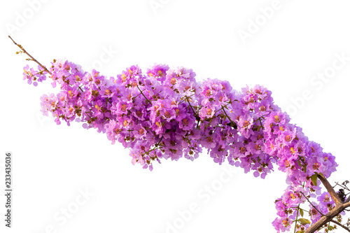 Lagerstroemia floribunda flower  also known as Thai crape myrtle and kedah bungor  is a species of flowering plant in the Lythraceae family. It is native of the tropical region of Southeast Asia