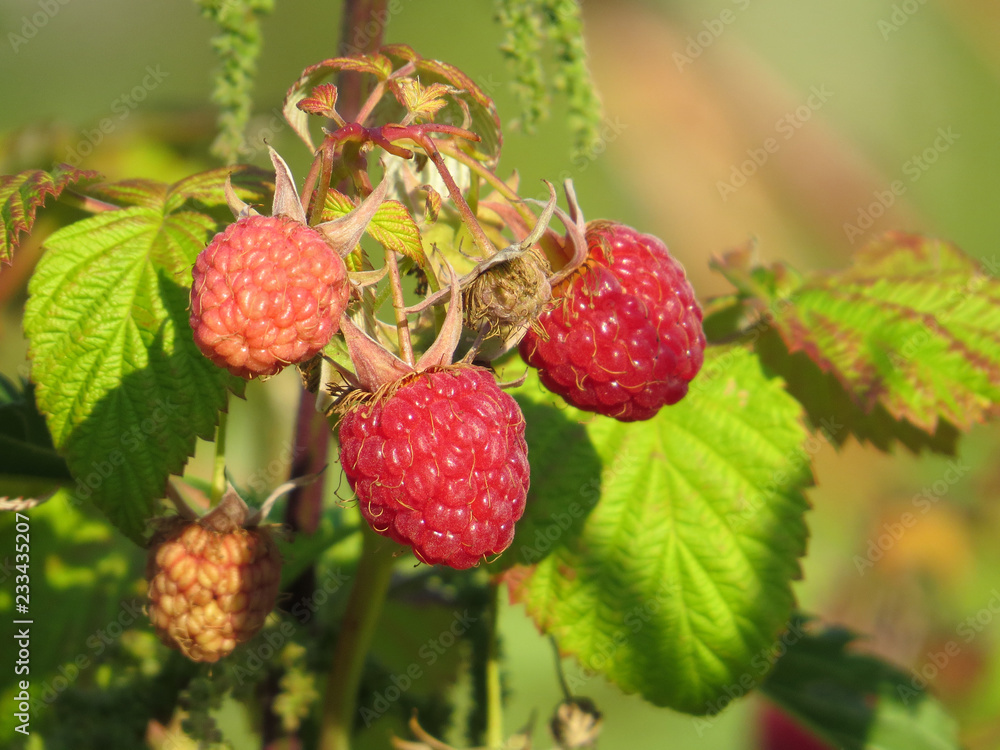 Ripe raspberry on a bush Ripe raspberry on a bush
