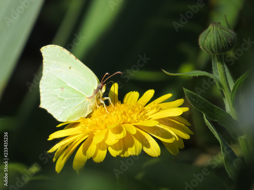 Butterfly on a flower drinking nectar © Liubov Kartashova