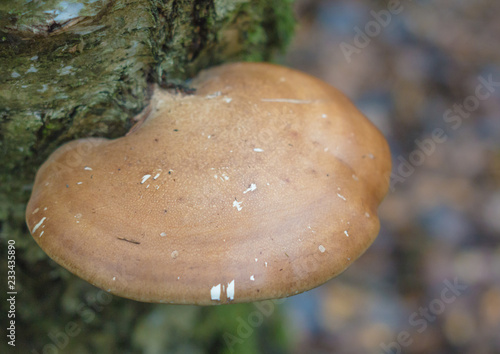 the birch polypore, Piptoporus betulinus photo