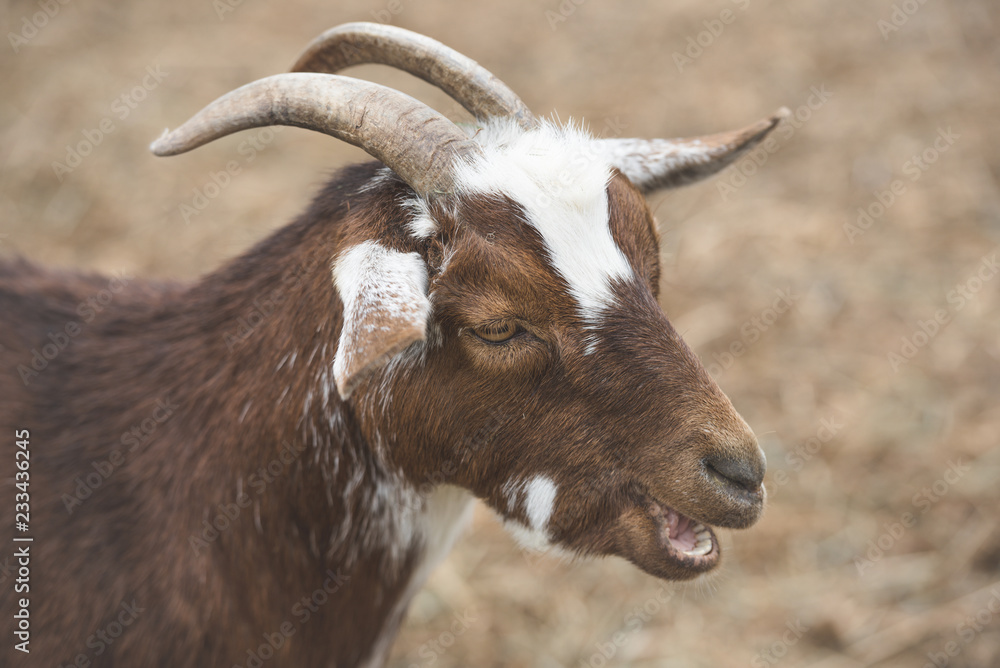 Close up portrait of goat with mouth open