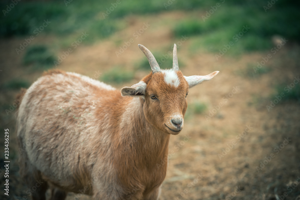 Portrait of a goat