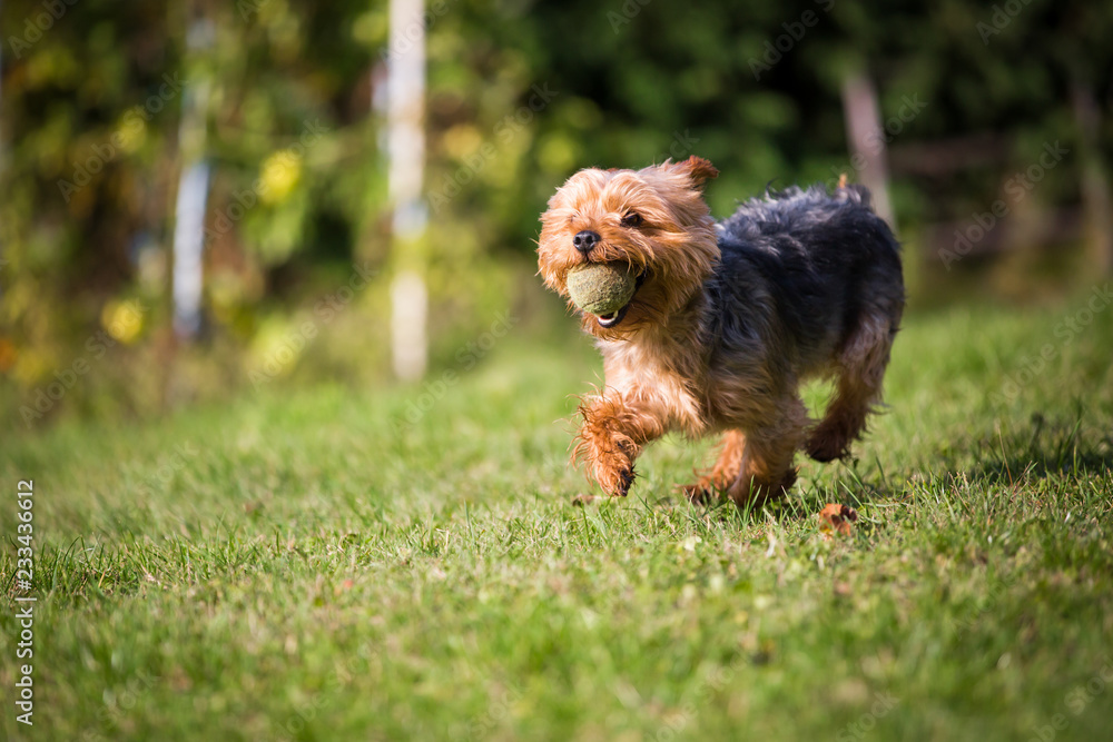 Lovely yorkshire has fun with ball on the garden, training time with his owner, doing agility drill Lovely yorkshire has fun with ball on the garden, training time with his owner, doing agility drill