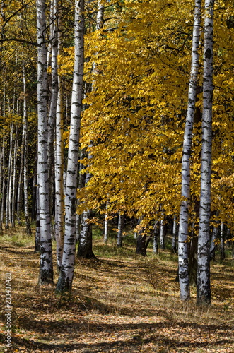 Autumnal birch or betula forest  in the colorful mountain Vitosha, Bulgaria 