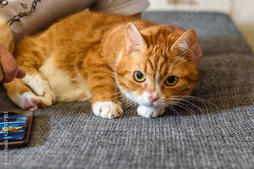 Fototapeta Naklejka Na Ścianę i Meble -  red homemade cat resting lying on the couch
