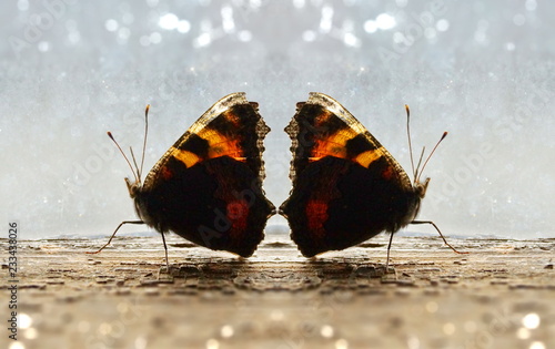 guards of love two butterflies walk by the old window photo