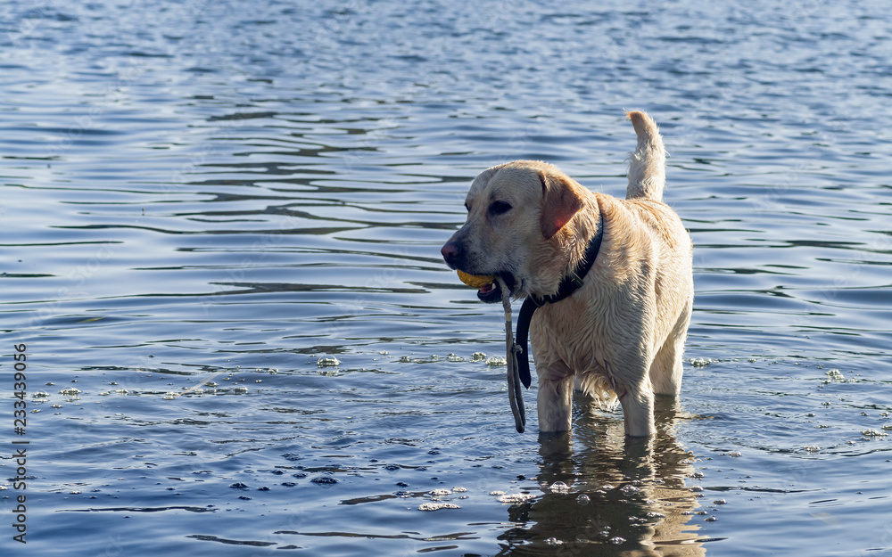 Wet and happy labrador retriever stands in the water with the his favorite toy. Wet and happy labrador retriever stands in the water with the his favorite toy.