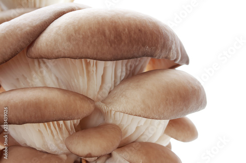 Pleurotus on white background