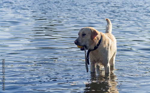 Wet and happy labrador retriever stands in the water with the his favorite toy.