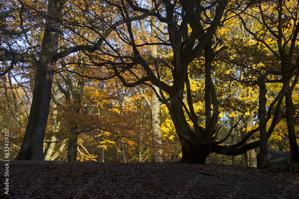 Fototapeta premium Autumn trees in sunshine