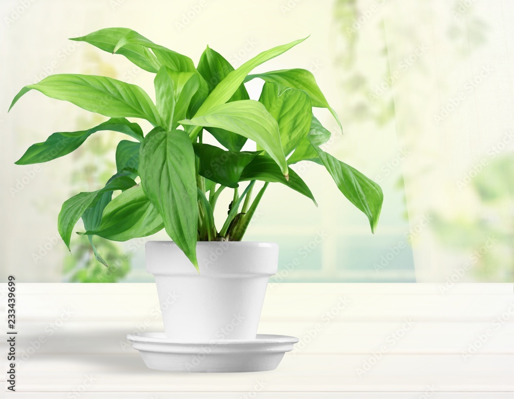 House plant in a flower pot isolated on a white background House plant in a flower pot isolated on a white background