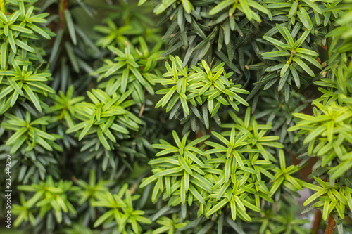 European yew (Taxus baccata) is a conifer native to western, central and southern Europe, northwest Africa, northern Iran and southwest Asia.