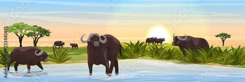 A herd of African black buffalo at the watering hole. Grass, a large lake, and African acacia on the horizon. Realistic vector landscape. Nature and animals of Africa. Reserves and national parks.