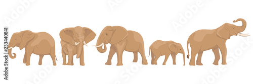 Set from African elephants in different poses. Wild animals of Africa and India. Vector illustration, isolated on white background.