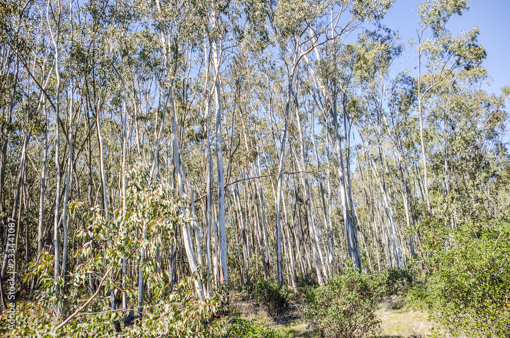 Eucalyptus forest or grove in California with white bark trees during sunny spring day