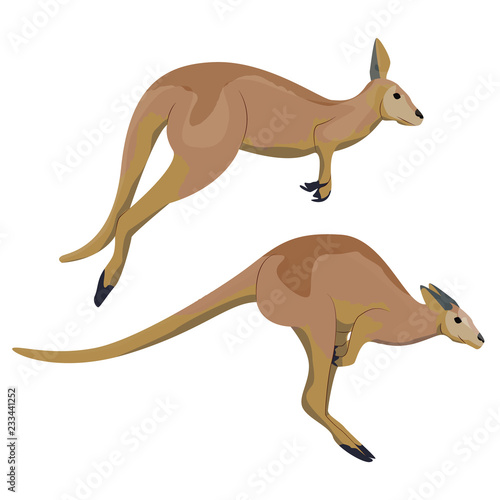 Big red Australian kangaroos jumping. Wild animals of Australia. Fauna. Endemic species. Vector illustration, isolated on white background.