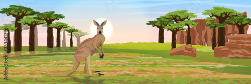 Large red kangaroos on the Australian plains. Dry grass, rocks, acacia trees and baobab grove. Wild nature of Australia. Realistic vector landscape.