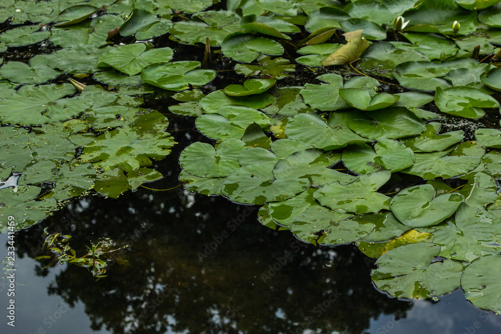 water lily white and yellow flower and green leaves background water lily white and yellow flower and green leaves background