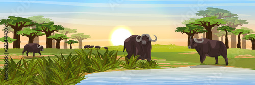 A herd of African black buffalo at the watering hole. Grass, a small lake, a baobab grove on the horizon. Realistic vector landscape. Nature and animals of Africa. Reserves and national parks.