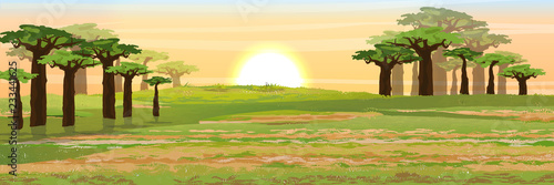 African savannah. Grass, acacia and baobab trees. Realistic vector landscape. The nature of Africa. Reserves and national parks.