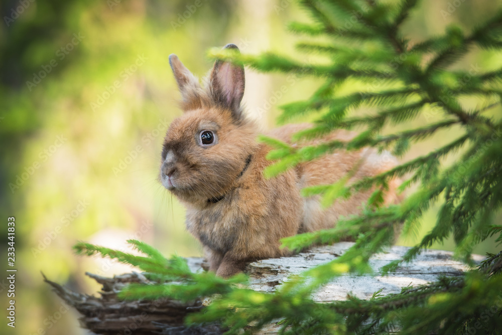Naklejka premium Little rabbit on the walk in the forest