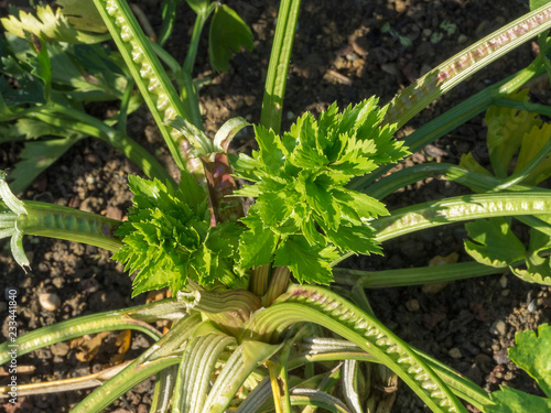 Cèleri-rave (Apium graveolens rapaceum) ou cèleri-navet.  Tiges et feuilles découpées et odorantes.  photo