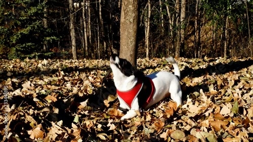 Wallpaper Mural Happy black and white dog Terrier pulls on leash, playing in the autumn leaves Torontodigital.ca