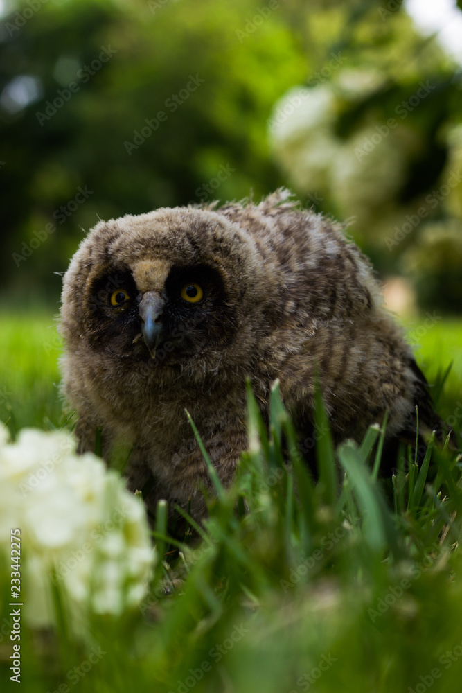Little owl owl (Asio otus) sits on the grass. Close-up. Fluffy with big eyes. Little owl owl (Asio otus) sits on the grass. Close-up. Fluffy with big eyes.