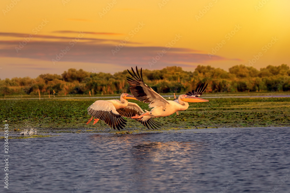 Naklejka premium Pelicans at sunset taking off with a water splash in the Danube Delta