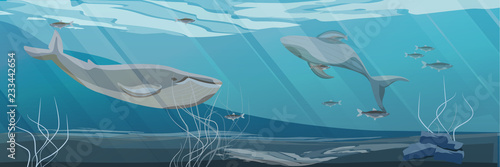 Northern underwater landscape. Two large blue whales swim in cold water. Rocky bottom with algae. Vector illustration, a scene from marine life.