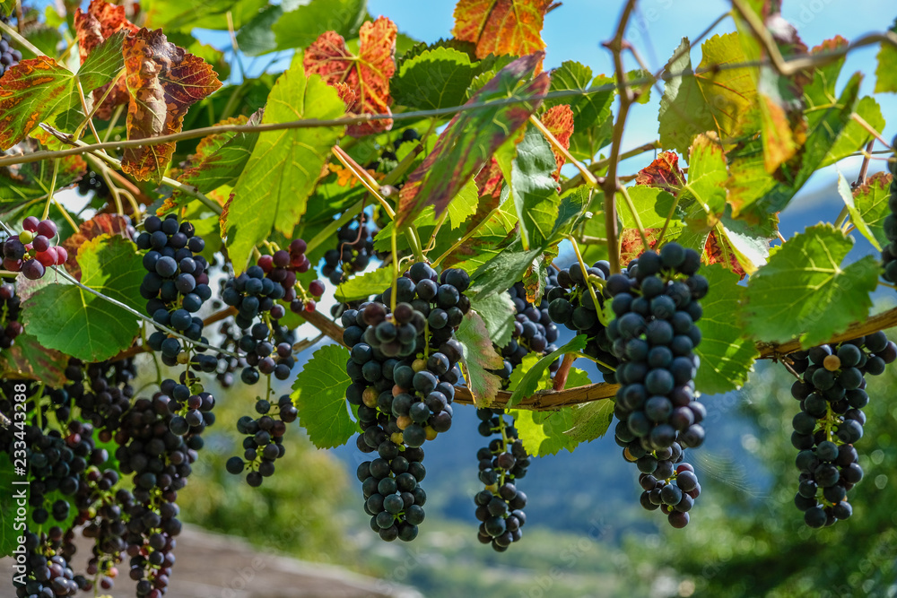 bunches of black grapes with yellowed leaves in autumn Mestia, Svaneti in Georgia