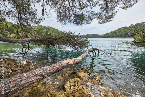 Tree in the sea. Mljet National Park  Croatia
