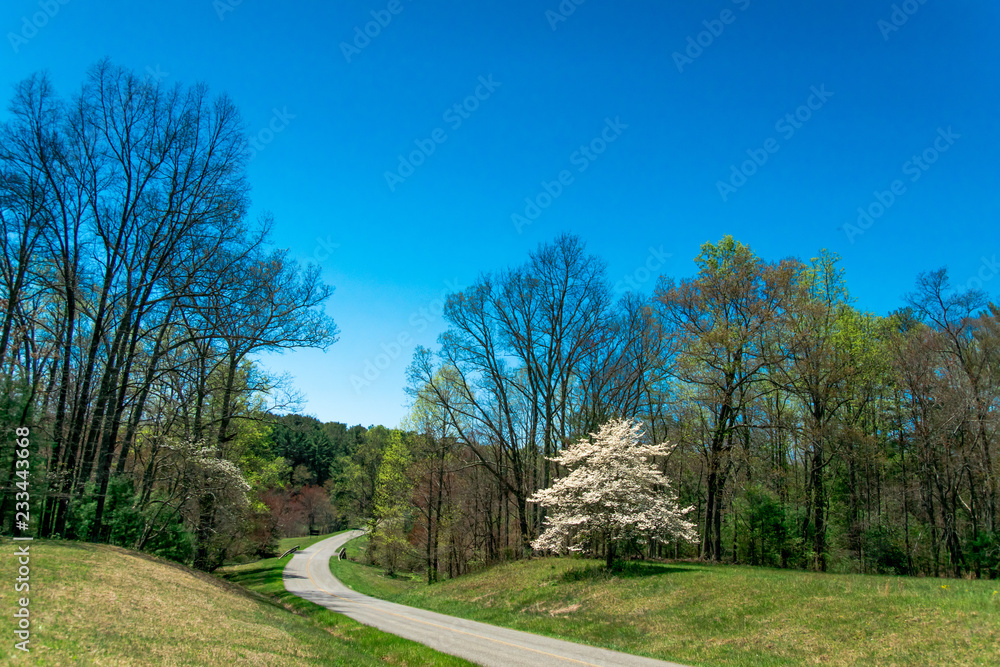 Spring’s arrival in the Blue Ridge Mountains Spring’s arrival in the Blue Ridge Mountains