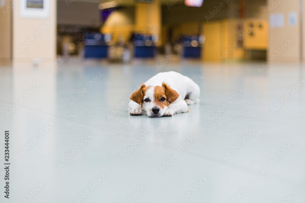cute small dog waiting patient at the airport. Pet in cabin. Traveling with dogs concept