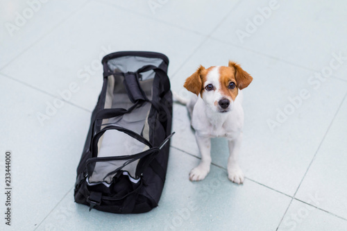 Photography cute small dog with his travel bag ready to get on board the airplane at the airport