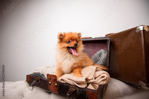 Pomeranian puppy dog in the suitcase. isolated. dog traveler.