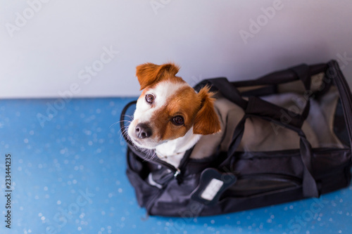 Photography cute small dog in his travel cage ready to get on board the airplane at the airport