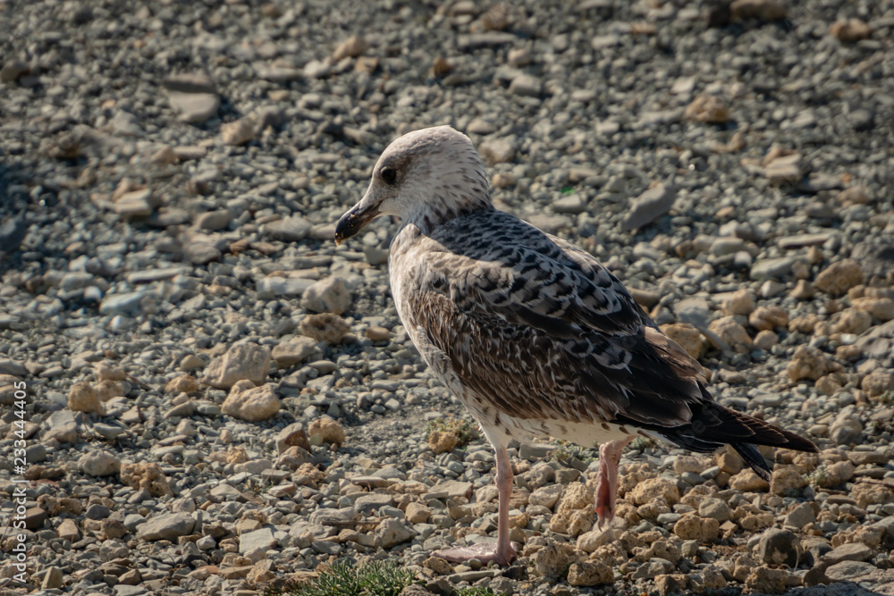 One young seagull Larus marinus stands on a beach of gray sea pebbles. Sunny autumn day. One young seagull Larus marinus stands on a beach of gray sea pebbles. Sunny autumn day.