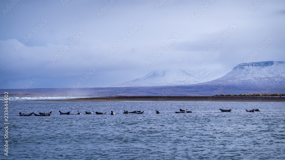 Harbor seals near the Hvitserkur beach in Iceland