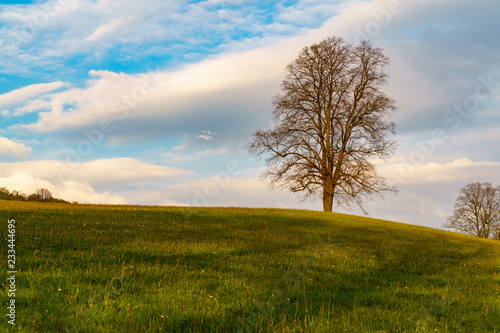 Lonely Tree on a meadow