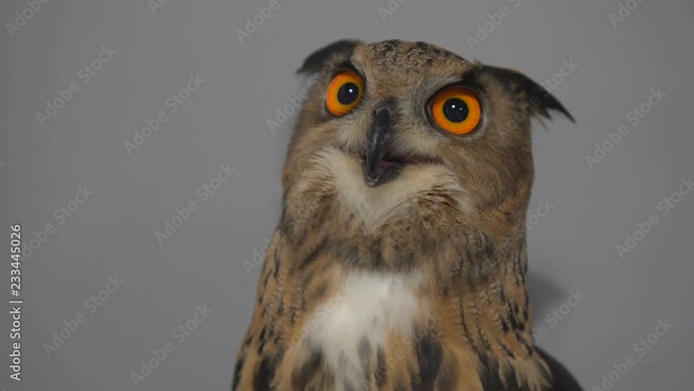 Owl on grey background with orange big eyes. Owl in the gray background Owl on grey background with orange big eyes. Owl in the gray background