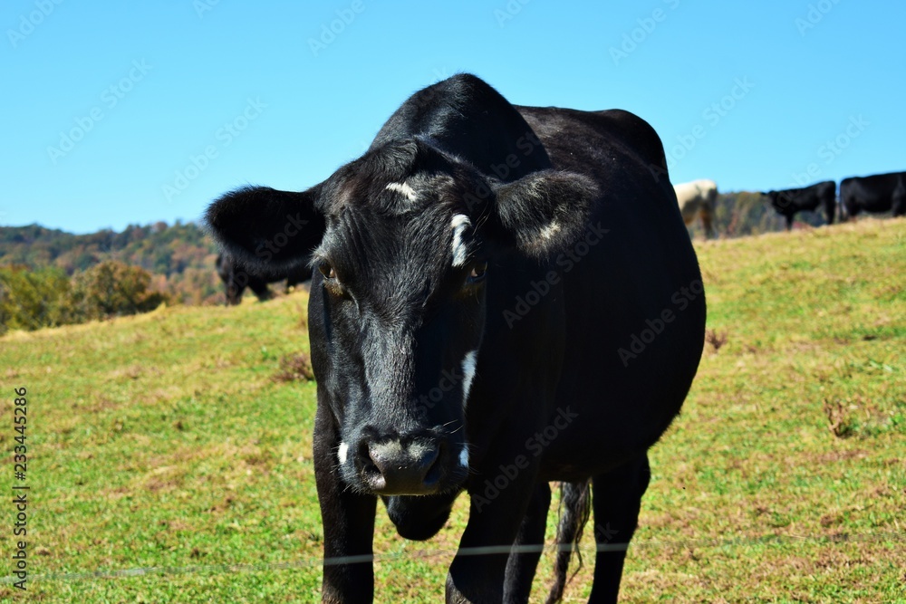 Cow in field