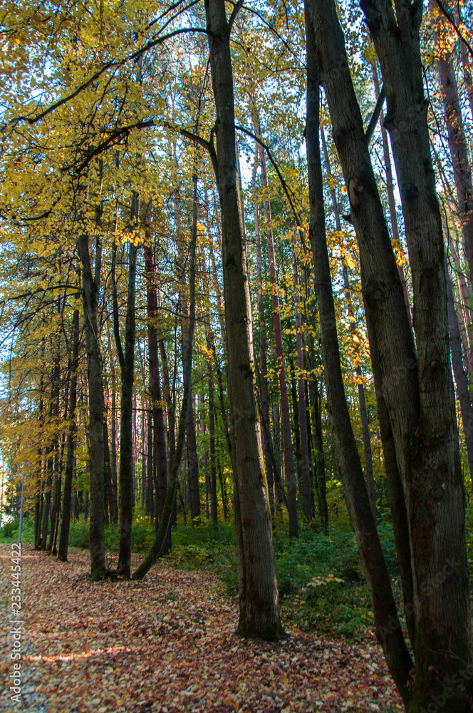 Fototapeta premium Autumn forest in Russia