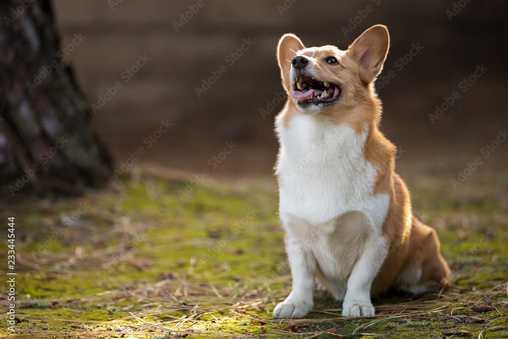 Naklejka premium Outdoor Corgi Portrait In The Sunset