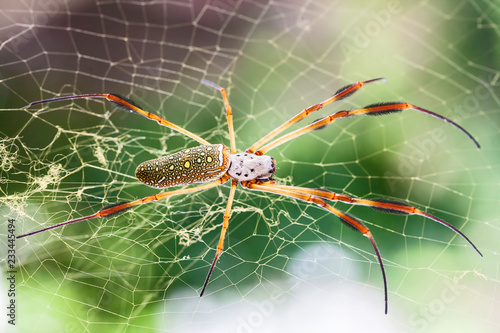 Golden web spider (Nephila maculata ) on web