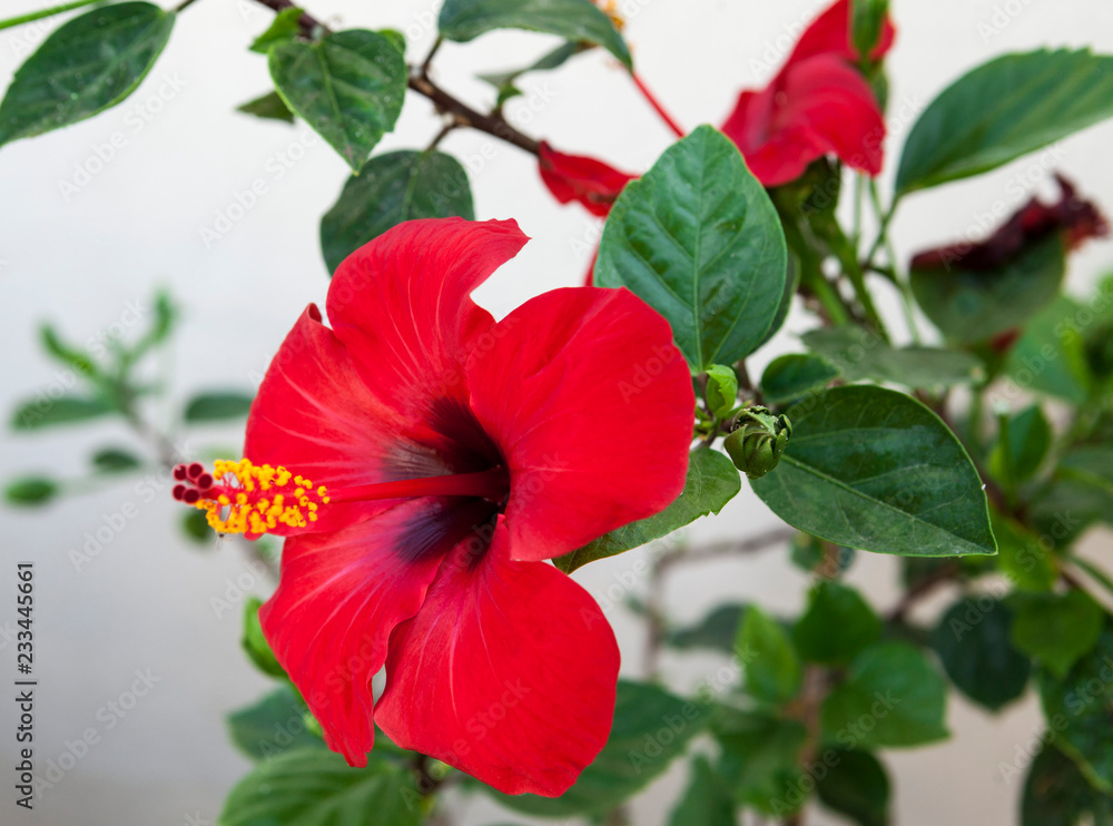 Big Red Hibiscus flower close-up on a bush. Big Red Hibiscus flower close-up on a bush.