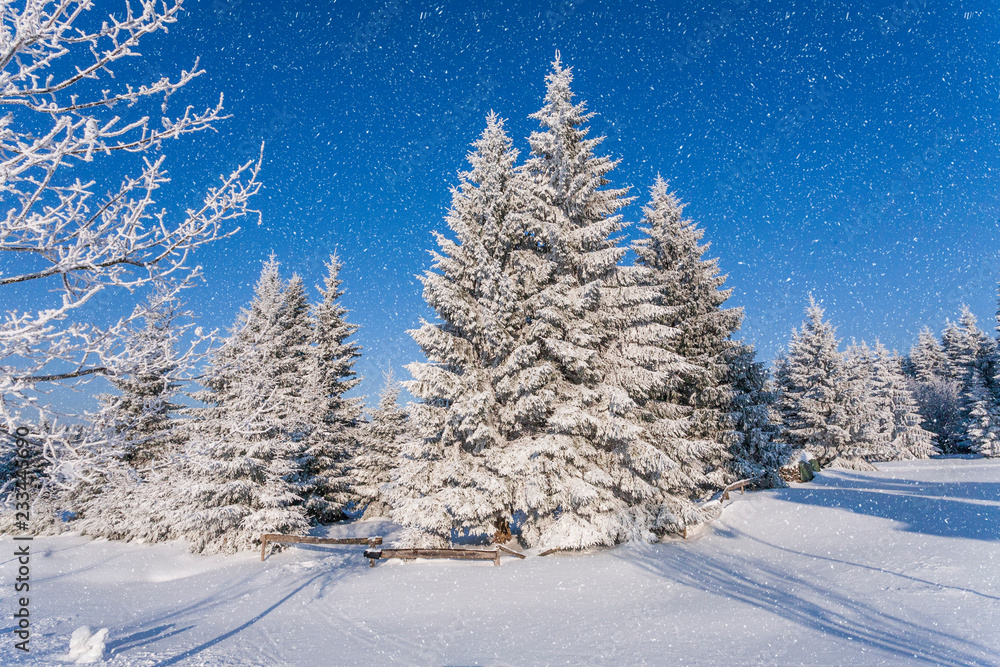 Zauberhafter Winterwald mit schneebedeckten Tannen, blauer Himmel und Schneefall.