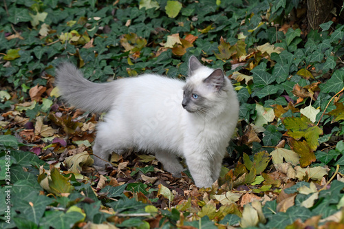 Fototapeta Naklejka Na Ścianę i Meble -  junge hauskatze